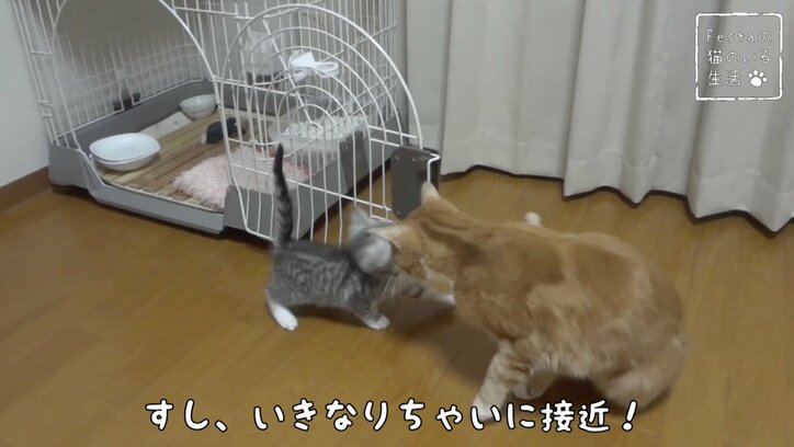 猫「お姉ちゃんって呼んでもいい…？」 姉妹のドキドキ10日間を放送決定