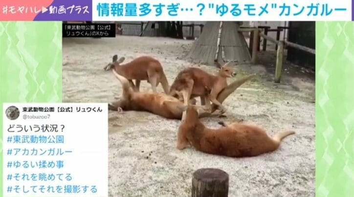 カンガルー