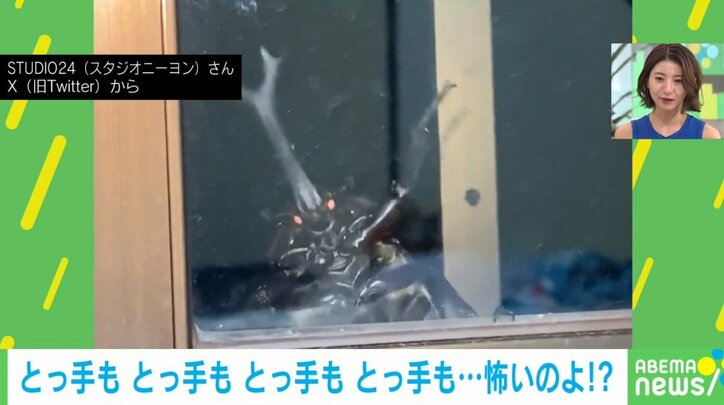 真夜中の恐怖!窓ガラス越しに手を振る“まさかの来客” 「絶叫して気絶する」「暑すぎて家に入りたいらしい」