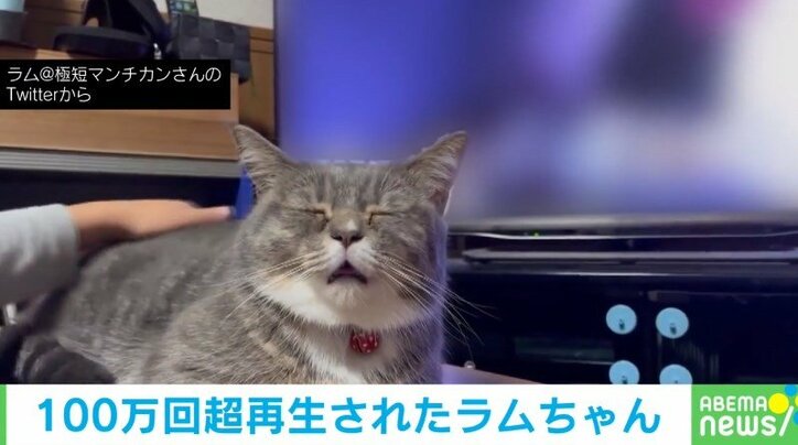 激しめのナデナデにも微動だにしない猫“クセ強”な表情に「ニャンちゅう顔してんねんw」「気持ちよいぃーのお顔」ネット爆笑