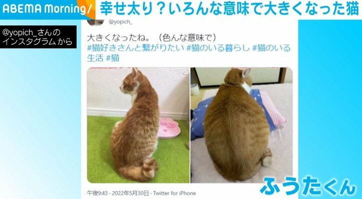 元保護猫の“幸せ太り”が話題「三味線から琵琶になった感じですねww」