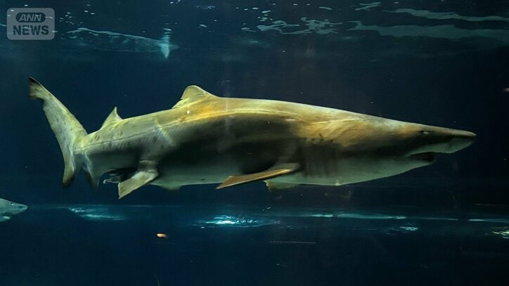 【サメの見分け方】アクアワールド茨城県大洗水族館にいるサメ｢シロワニ｣を見分けよう