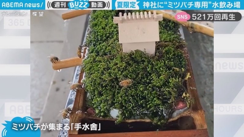 ミツバチ御一行様」神社に専用の“水飲み場” 寄り付く様子にネット民“ほっこり”「可愛い水飲み処」 | 話題 | ABEMA TIMES |  アベマタイムズ