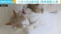 新しくやってきた弟に“ペロペロ”の愛情表現「親子のような感じ」 これまでの“相棒”には見向きもせず