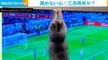 “猫の1ミリ” 画面上のボールを粘り強く追いかけるキュートな姿に「4年後さらに楽しみ」「可愛すぎるやろ」と絶賛の声