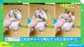 「食ってみな 飛ぶぞ」ハムスターの手元から好物が消えた動画が話題