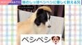 妹犬の無邪気なしっぽ攻撃が顔面直撃…絶妙な困り顔で耐える兄犬の“無言のSOS”に「目でうったえている」「怒らないのね。優しい」など反響