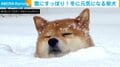 自ら雪にすっぽり！雪が大好きな柴犬の行動に飼い主「ほんとに大変で…体力が奪われます…」