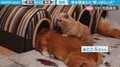 犬が寝床間違えて猫“困惑” 頭だけ突っ込んだシュールな寝姿も話題に「凄く可愛い…」「ヘソ天が好きです」反響続々