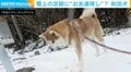 犯人は…！？雪上の足跡を“ガチ調査”する秋田犬に、飼い主「今回も探していたのだろう」と予想