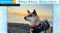 「押すなよ…！」SUPで散歩中の柴犬 岸に着く際の“慎重すぎる”様子に「癒される」「かわいすぎる」と反響