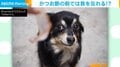大好きな“かつお節”を目の前に豹変する犬 クールな表情→大興奮する姿に「すぐあげます」「かわいい」と話題