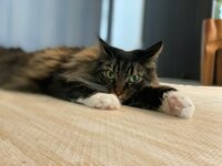 キンタロー。旦那『僕も“ちびキン”ちゃんを守ります。』