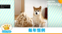 【映像】柴犬とほぼ同サイズの“大量の抜け毛”