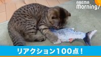 魚のおもちゃにドン引き? 2本足で立ち上がり“ガン見”する猫