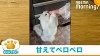 【映像】甘えたい猫の“必死のアピール”