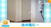 【映像】「心臓に悪いッ」柱の陰から“ジリジリ”と顔を出す白猫