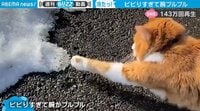 【映像】プルプルが止まらない猫の様子