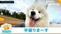 【映像】張り切っていたはずが…芋掘りをせずマイペースに遊ぶ犬