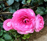 アグネス・チャン『姉から母の報告』