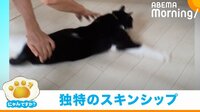 【映像】無抵抗でくるくる回るネコ
