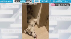 狭い場所で頭だけ“ひょっこり” 犬の珍行動が「水泳の折り返しみたい」と100万人が絶賛