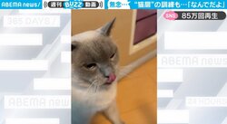 猫用扉の使い方を学んだ猫が“型破り”な脱出を披露 コントのような完璧なオチに「なんて高度なテクニックww」「人間兼用」爆笑の声