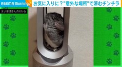サイズ感ぴったり! 部屋の“意外な場所”で涼むチンチラの姿に「一体化しすぎてかわいいｗｗ」「ここｗｗ」とジワる人続出