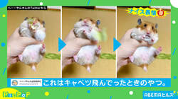 「食ってみな 飛ぶぞ」ハムスターの手元から好物が消えた動画が話題