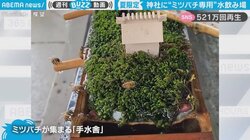 「ミツバチ御一行様」神社に専用の“水飲み場” 寄り付く様子にネット民“ほっこり”「可愛い水飲み処」