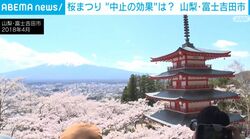 桜まつり “中止の効果”は？ 山梨・富士吉田市