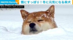 自ら雪にすっぽり！雪が大好きな柴犬の行動に飼い主「ほんとに大変で…体力が奪われます…」