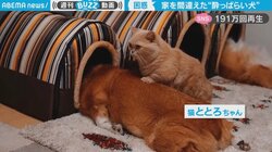 犬が寝床間違えて猫“困惑” 頭だけ突っ込んだシュールな寝姿も話題に「凄く可愛い…」「ヘソ天が好きです」反響続々