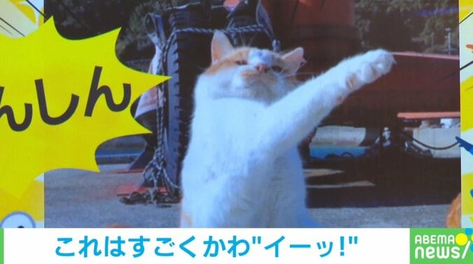 猫「違う自分にへんしーん」見事な“変身ポーズ”に「構えが上手」「素晴らしい」と称賛の声 1枚目