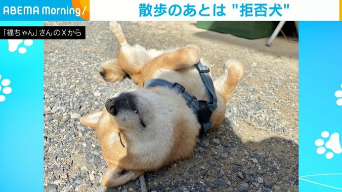 柴犬の福ちゃん（6歳）