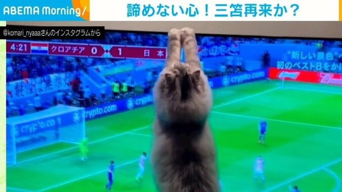 “猫の1ミリ” 画面上のボールを粘り強く追いかけるキュートな姿に「4年後さらに楽しみ」「可愛すぎるやろ」と絶賛の声 1枚目