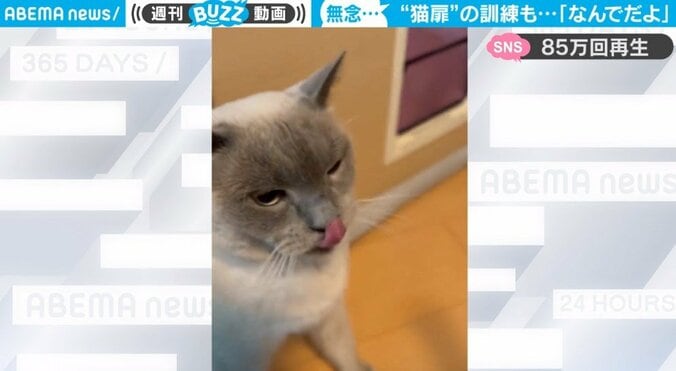 猫用扉の使い方を学んだ猫が“型破り”な脱出を披露 コントのような完璧なオチに「なんて高度なテクニックww」「人間兼用」爆笑の声 1枚目