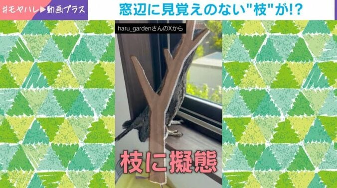 ガブリエルくん