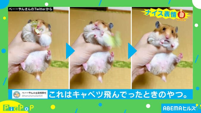 「食ってみな 飛ぶぞ」ハムスターの手元から好物が消えた動画が話題 1枚目