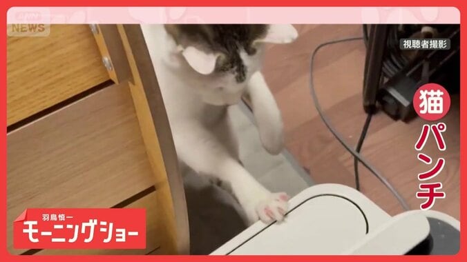 炸裂！猫パンチ　まるでプロボクサー　対戦相手は…空気清浄機　なぜ戦う？ 1枚目