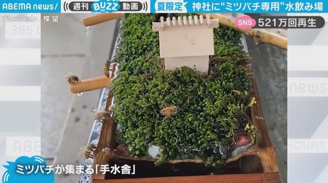 「ミツバチ御一行様」神社に専用の“水飲み場” 寄り付く様子にネット民“ほっこり”「可愛い水飲み処」 1枚目