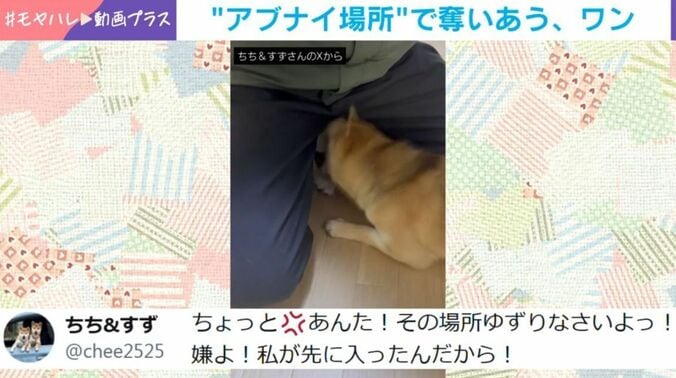 柴犬