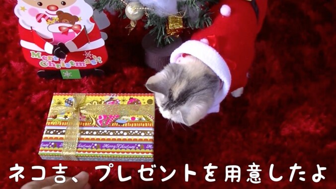 捨て猫だった「ネコ吉」　飼い主さんの愛情で見違えるほど綺麗になる 4枚目