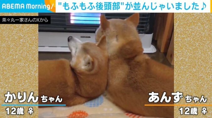 あんずちゃん（12歳）とかりんちゃん（12歳）