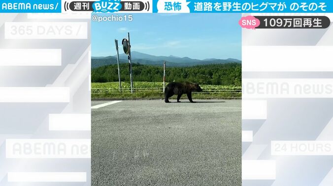 恐怖！ 野生のヒグマが目の前を普通に歩いていた… 衝撃映像が話題に 「近すぎる」「逃げて！」 1枚目