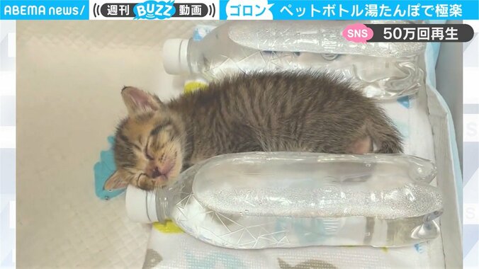 保護猫がペットボトルに寄り添って寝落ちのナゼ 「ペットボトルになりたい」「破壊力抜群」悶絶の声 1枚目