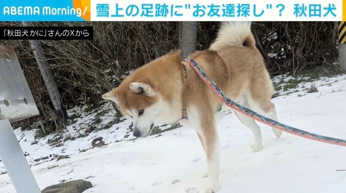 秋田犬のかにくん