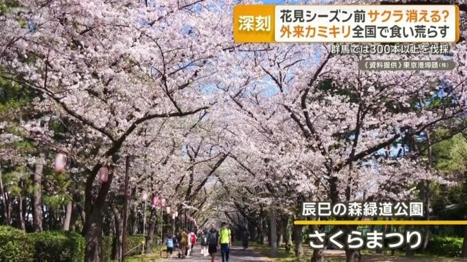 江東区の都立・辰巳の森緑道公園