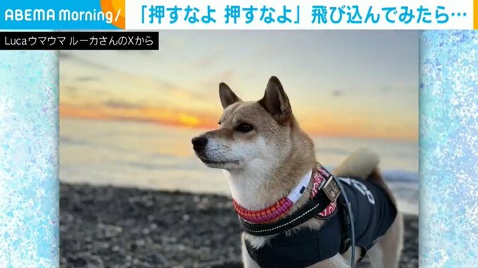 柴犬のルカくん（6歳）