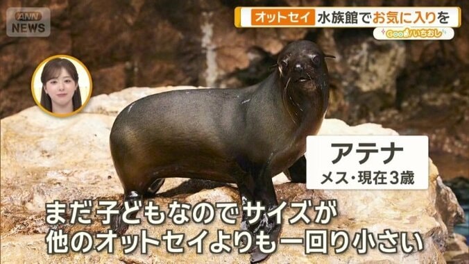 佐々木アナウンサーの推しオットセイ